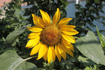 Obraz premium Yellow sunflower grows in summer beds.