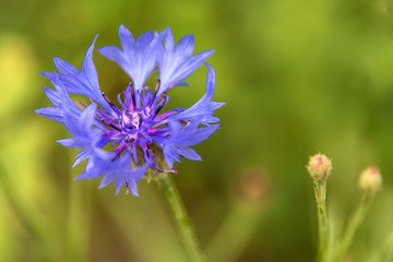 Blue bachelor button flowers - cornflower, centaurea cyanus - in the wild, on a sunny day