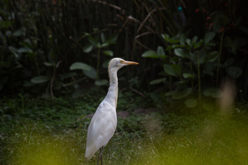 Beautiful Portrait of a Cattle Egretin its natural habitat in a soft blurry background