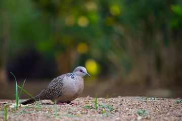 Beautiful Portrait of a Dove in its natural habitat in a soft blurry background