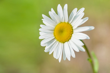 Obraz premium Fresh wildflowers spring or summer design. Floral nature daisy abstract background in green and yellow