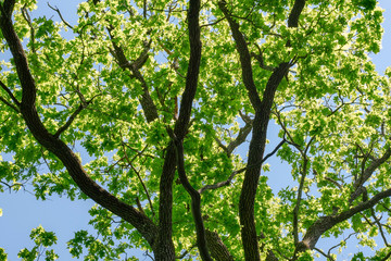 Oak green branches against a blue blue sky in the park in summer