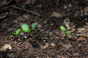 Growing Sprout - Beginning of a new life