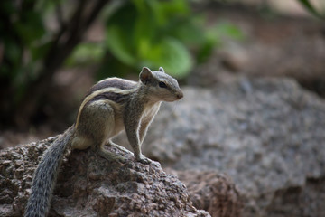  Beautiful Portrait of a Squirrel on the Tree Trunk against a soft green blurry background