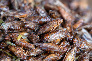 Deep fried Cicada is one of the normal traditional local Thai food in Thailand.