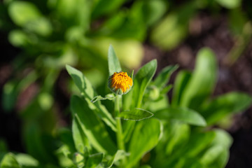 small yellow wildflower in the garden about to open up
