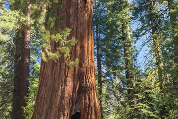 Giant Sequoias Forest. Sequoia National Park in California Sierra Nevada Mountains, United States. Classic view of famous giant sequoia trees, also known as giant redwoods or Sierra redwoods