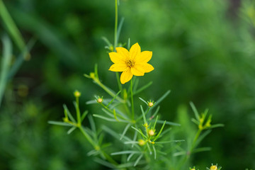 small yellow flower just opened up  in the garden