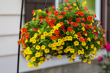 wide view of a hanging basket of million bells flowers