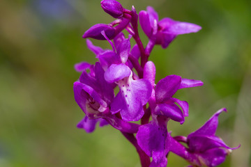 Fototapeta na wymiar Early Purple Orchid Orchis mascula