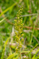 twayblade orchid