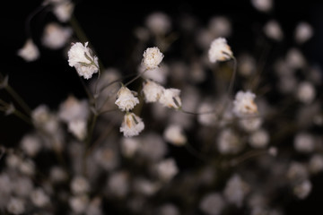 White flower with blured black background.