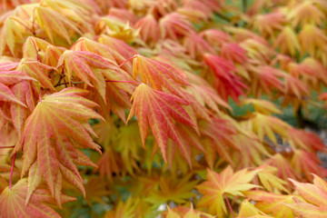 Colourful fresh foliage of acer palmatum