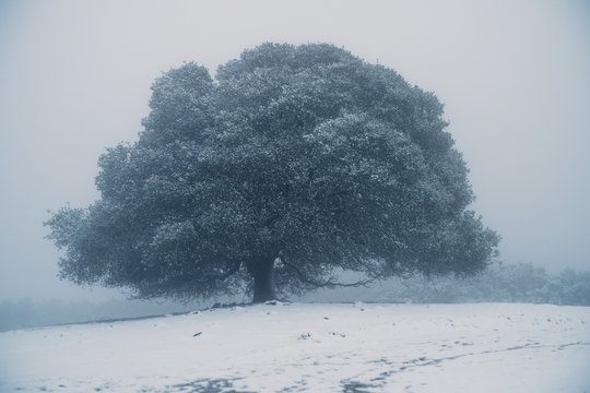 Snow covered Oak Tree in the Fog, Morgan Territory Regional Preserve, Livermore, California, United States