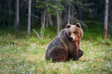 Obraz na płótnie Canvas Big brown bear (Ursus arctos) in the forest