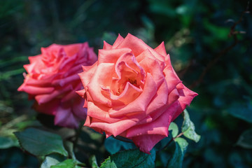 Pink rose blossoms on sunny morning