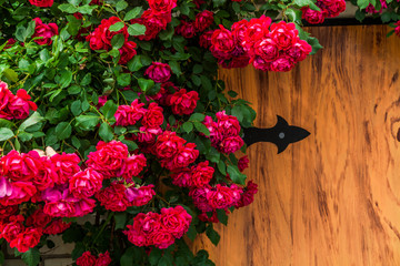 Beautiful red roses on a wooden background. Trudging rose.
