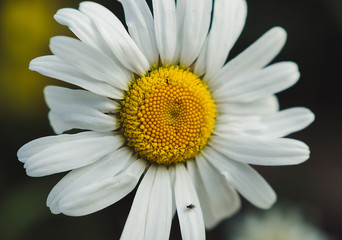 daisy flower with white petals and fly, macro