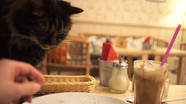 Cat eat the salad from peoples plate and woman hand is banish him
