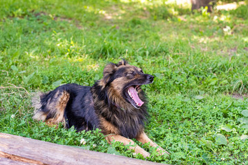 Shaggy dog is lying on the green grass on a sunny day. The dog is yawning. Soft focus.