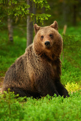 Obraz premium Big brown bear (Ursus arctos) in the forest