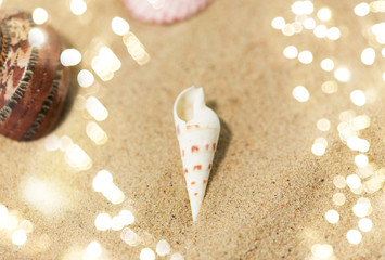 vacation and summer holidays concept - seashells on beach sand
