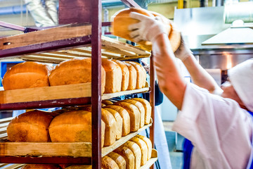 factory worker puts bread on the shelves