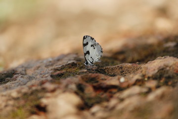  pied butterfly on ground