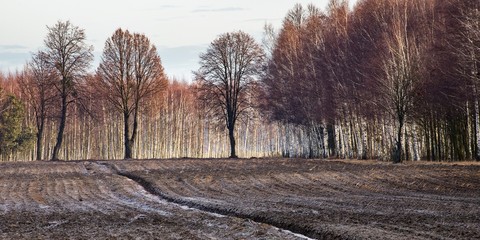Panorama zaroanego pola z sylwetkami drzew i laskiem brzozowym