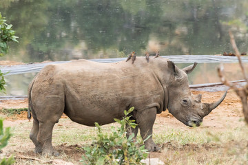 Obraz premium White rhino with red-billed oxpeckers on its back