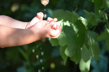 baby washes his hands. Children's hands with drops of pure water on of green foliage. protecting children, happy childhood, ecology, tenderness.  stream of slow flowing water from a single tap