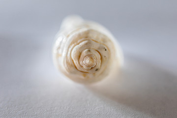 white seashell closeup macro