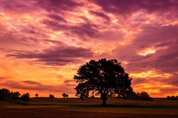 Piękne, rozłożyste drzewo na tle pupurowego nieba z chmurami o zachodzie słońca