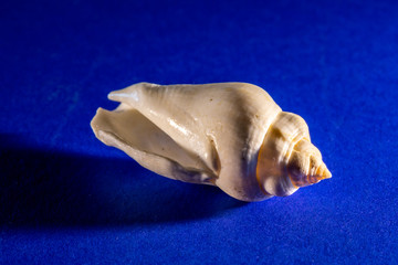 white seashell closeup macro