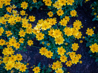 Obraz na płótnie Canvas Top down view on yellow flowers with green leaves