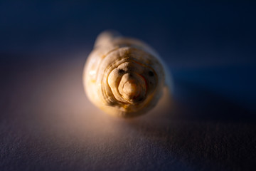 white seashell closeup macro