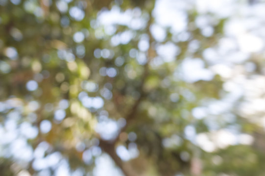 blur - blurred image of treetops - trees in forest