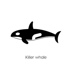 killer whale icon vector symbol