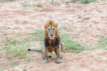 Scarred male lion doing his ablutions