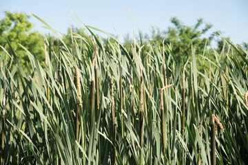 Wetland swamp vegetation young reed plant with tree background in the wilderness like fairy tale