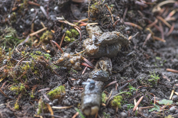 Animal cat or dog poop facials on the ground with fly bugs ants and wildlife around selective focus