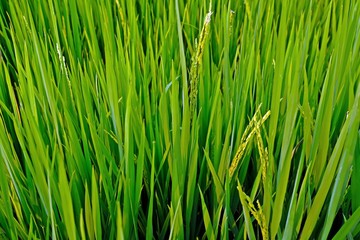 Close-up of rice field turning yellow as reaching its full-grown stage.