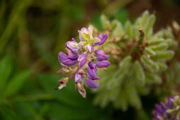 blue flowers in a garden