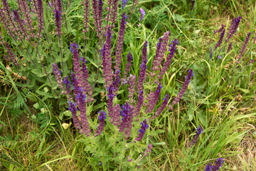 Obraz premium blue flowers in a garden
