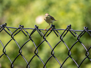 Yellowhammer sitting on fence