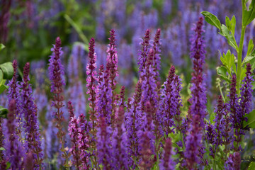 Fototapeta premium blue flowers in a garden
