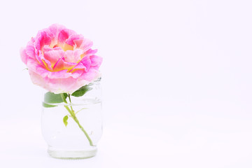 flower in a glass vase, roses close-up on a white background in a vase, postcard for a holiday, beautiful flowers, a place for text