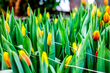 Industrial cultivation of flowers tulips in big greenhouse