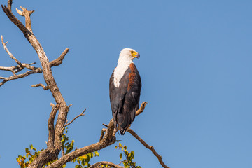 African fish eagle on a dead tree branch