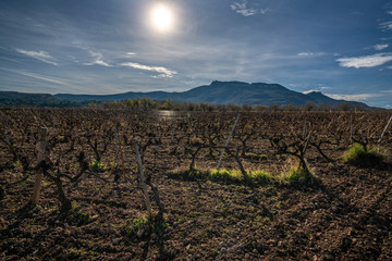 Fototapeta na wymiar Panoramic view of a vineyard in Spain with a cloudy blue sky during the winter- Imageith a cloudy blue sky - Image